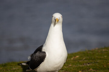 seagull on grass in front of a lake