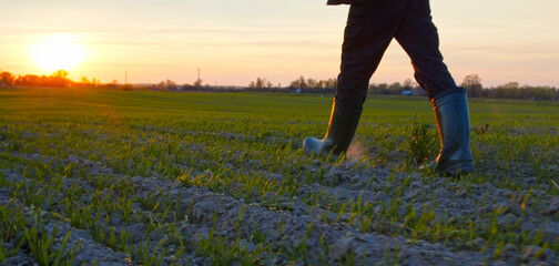 Farmer walks through a young wheat green field during sunset. Bottom view of a man walking in rubber boots in a farmer's field at sunset. Human walking on agriculture field - 755885026
