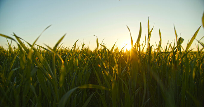 Slow motion low angle view to the green  young wheat field while sunset.  Agriculture wheat field  over blue sky, horizon line with a sun.