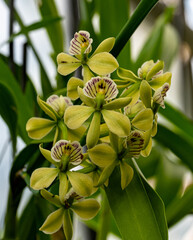 Prosthechea radiata flowers (Syn Encyclia radiata). From Central America