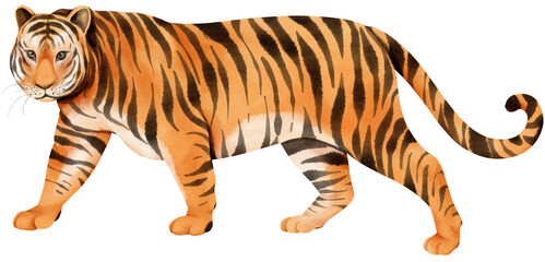tiger wildlife animal watercolor illustration