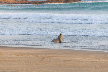 sea lion in the sea at sandfly bay in new zealand