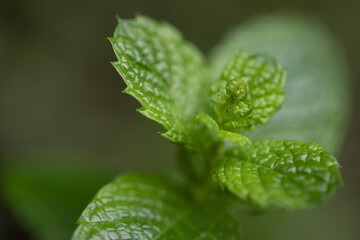 close up of mint