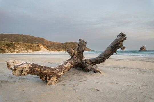 trunk in sandfly bay in new zealand e