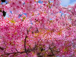 Sakura tree bloom on the pathway in park