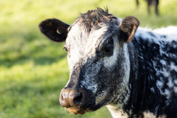 Fototapeta premium Black and white New Zealand cow