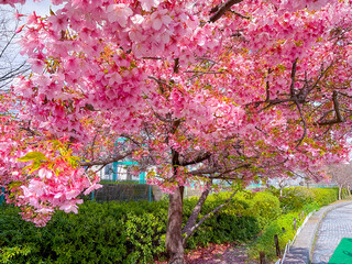 Sakura tree bloom on the pathway in park