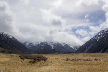 Photo sur Plexiglas Aoraki/Mount Cook landscape of dry meadow with tree on mount cook covered with clouds in new zealand in spring