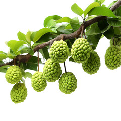 Ripe Custard Apples Elegantly Suspended on a Lush Branch, Offering a Visual Treat of Nature's Bounty in the Warmth of Sunlight - PNG Cutout Isolated on a Transparent Backdrop - obrazy, fototapety, plakaty