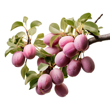 A Cluster of Ripe Hog Plums Gracefully Hanging from a Lush Branch, Illuminated by the Gentle Kiss of Sunlight - PNG Cutout Isolated on a Transparent Backdrop