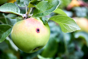 Wormy apple selective focus close up. Almost ripe apple damaged by codling moth on apple tree branch in summer.