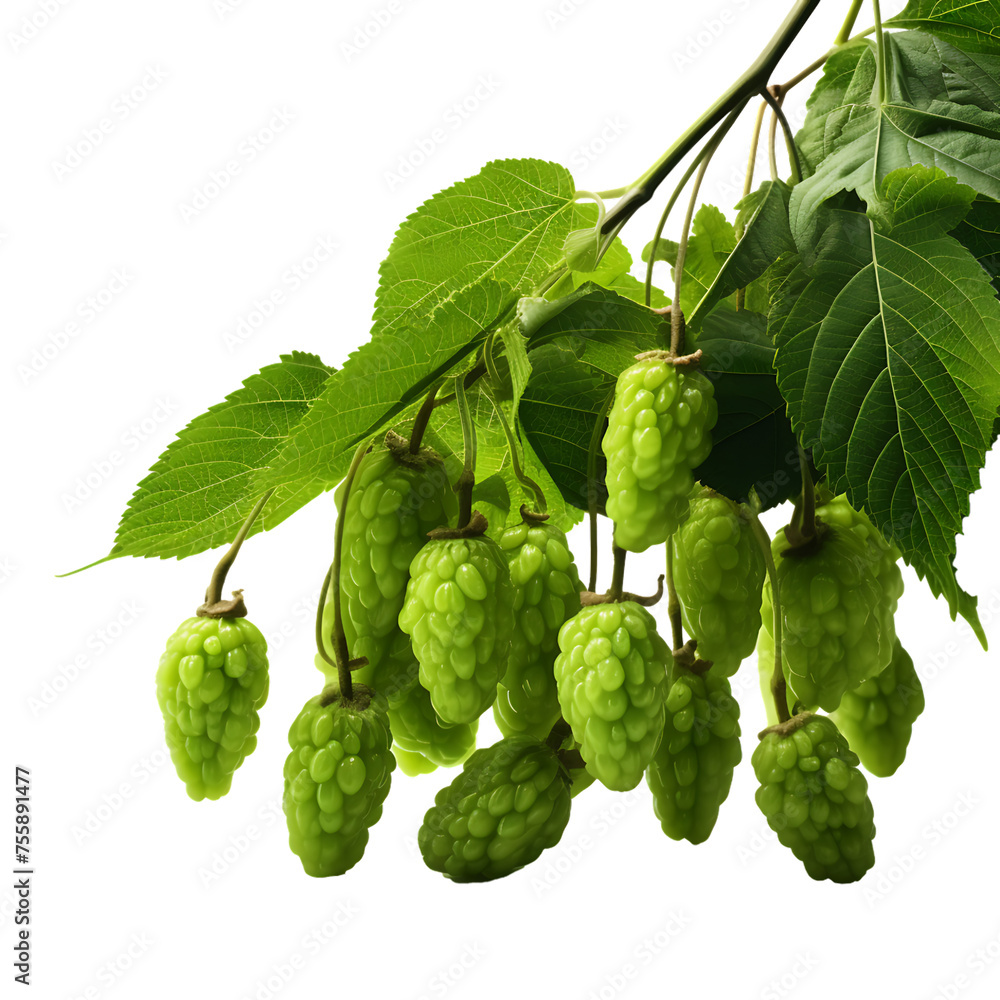 Poster clustered mulberries dangle elegantly from a verdant branch, capturing the essence of tranquil seren