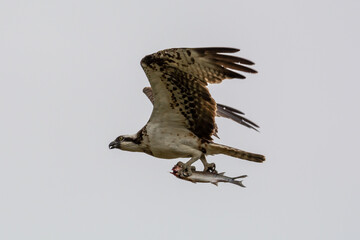 Águila pescadora Pandion haliaetus