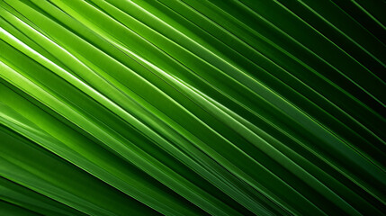 tropical palm leaf and shadow, abstract natural green background