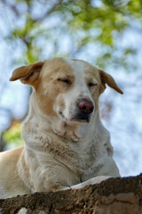 Portrait of a feral dog in New Delhi, India