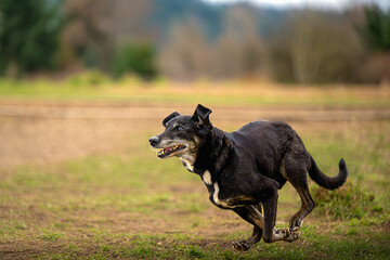 2024-03-09 A OLDER BLACK SHEPEARD MIX WITH A GRAY MUZZEL SPRINTING ACROS A FIELD WITH ALL LEGS OFF THE GROUND AT THE OFF LEASH DOG AREA AT MARYMOOR DOG APRK IN REDMOND WASHINGTON