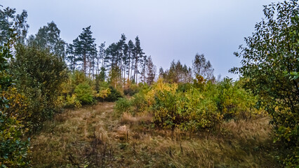 Panorama of the forest in the morning in the autumn fog.