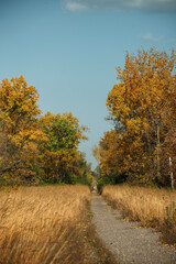 Fall Leaves and Colors 2
