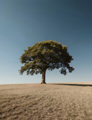 tree in the desert