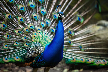 peacock with feathers out