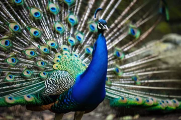 Fototapeten peacock with feathers out © Sergei