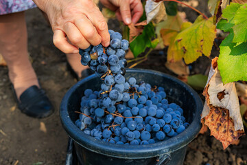 Harvesting grapes for wine production. Background with selective focus and copy space