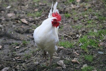 La Leghorn