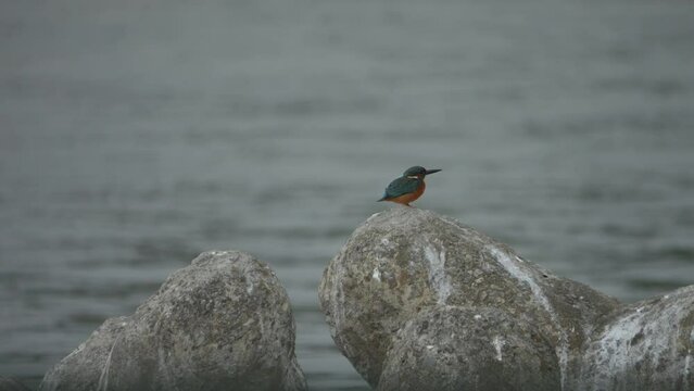 Common KIngfisher Pearching on a Rock, Tamsui River, Taiwan