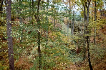 autumn forest in Kokorinsky dul mine in Czechia on 12. November 2023 on colour film photo -  blurriness and noise of scanned 35mm film were intentionally left in image