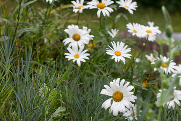 white daisies growing in the garden. White wildflowers