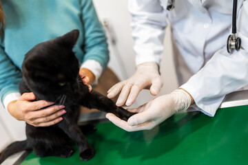 Young man, a veterinarian by profession, examines a cat in modern vet clinic.Young owner helps to...