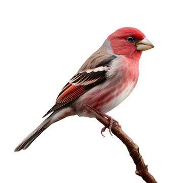 A Majestic Finch: Captured in a Moment of Tranquility - A PNG Cutout Isolated on a Transparent Backdrop