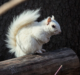 white squirrel sitting on a log in prospect park brooklyn new york city (albino, Leucism,...