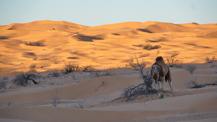 Fototapeta na wymiar Sunrise casting a shadow over dromedary camels (Camelus dromedarius) on a camel trek in the Sahara Desert, outside of Douz, Tunisia