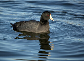 american coot swimming in a lake (prospect park pond in brooklyn) black bird with white bill fulica americana, also known as a mud hen or pouldeau