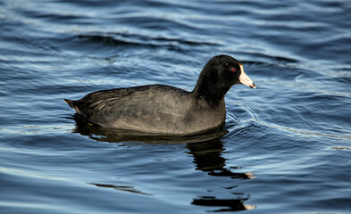 american coot swimming in a lake (prospect park pond in brooklyn) black bird with white bill fulica americana, also known as a mud hen or pouldeau