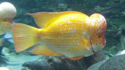 Colorful aquarium fish cichlid alfaro