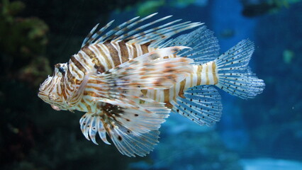 Striped lionfish in the sea
