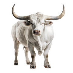 Graceful White Bull adorned with Magnificent Horns - A PNG Cutout Isolated on a Transparent Backdrop
