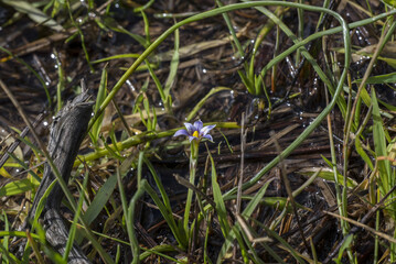 Romulea requineii