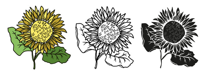 Sunflower hand drawn illustration set for design.