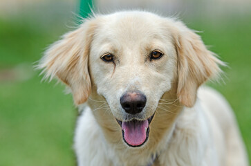 Portrait of a cute dog in white colour. Close-up shot. Smiling dog.