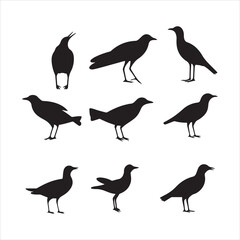 Fototapeta premium A black silhouette Gull bird set 