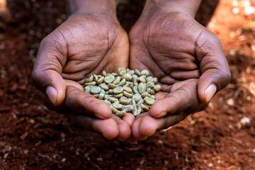 Black hands holding green beans of coffee with red soil background