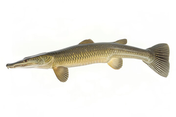 Obraz premium Alligator gar isolated in copy space white background, Atractosteus spatula isolated in white background