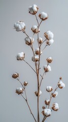 Branch of white cotton flowers on a gray background. Copy space.