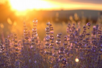 Lavender field at sunset. Nature sky. Generate Ai - obrazy, fototapety, plakaty