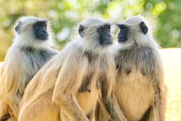 Portrait of Gray Langurs in Ahmedabad, India