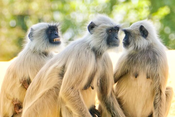 Portrait of Gray Langurs in Ahmedabad, India