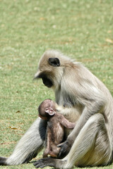 Portrait of Gray Langur with baby in Ahmedabad, India